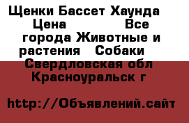 Щенки Бассет Хаунда  › Цена ­ 25 000 - Все города Животные и растения » Собаки   . Свердловская обл.,Красноуральск г.